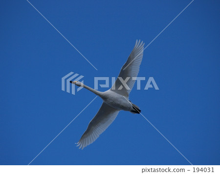 船 划船 湖泊 194031