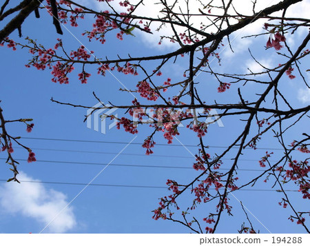 Sakura sky. 194288