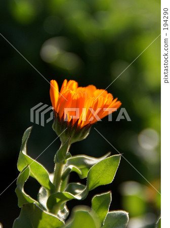 Calendula 194290