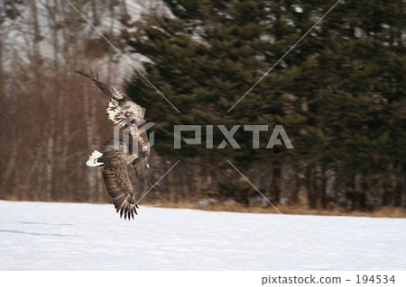 White-tailed eagle 194534