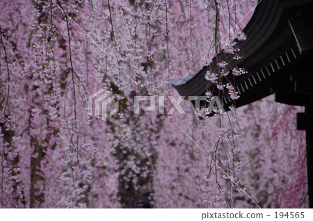 秋田 垂枝櫻花 角館 194565