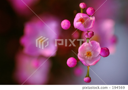 boronia pinata, spring, macro 194569
