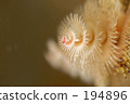 水生生物 聖誕樹蠕蟲 水下照片 194896