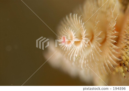 水生生物 聖誕樹蠕蟲 水下照片 194896