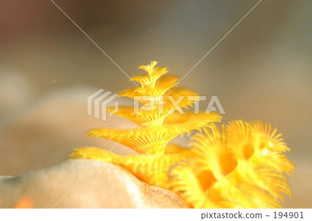 水下鮮花 水下鮮花 194901