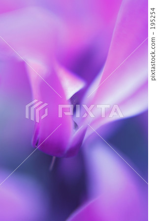 Pink cyclamen Pink cyclamen 195254