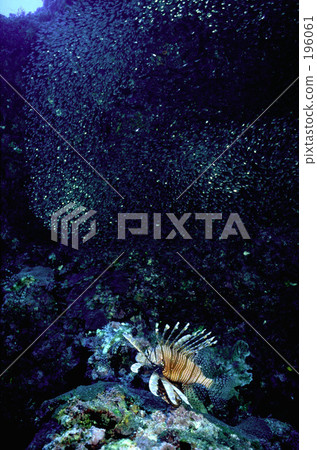 Minocassigo和小魚 196061