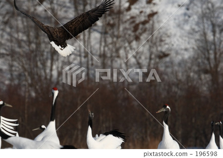 白尾鷹和起重機 196598