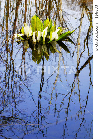 In the watercolor 196633