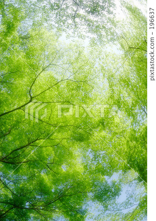 Fresh green 08 Fresh green 08 196637