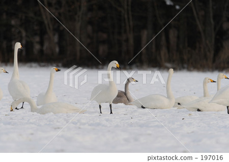 Swan 197016