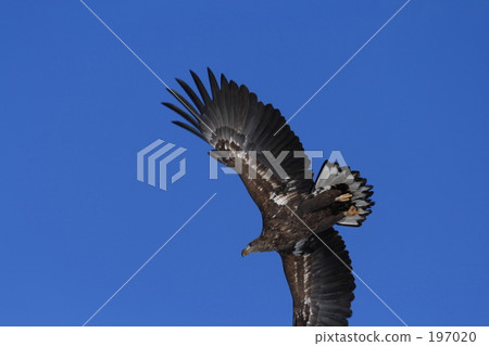 White-tailed eagle White-tailed eagle 197020