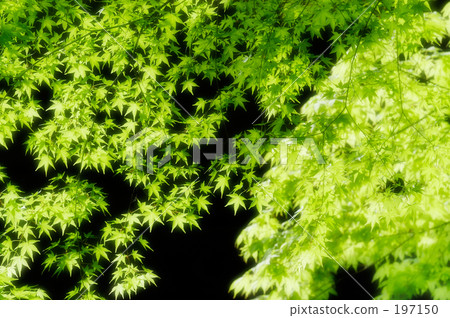Fresh green 09 Fresh green 09 197150