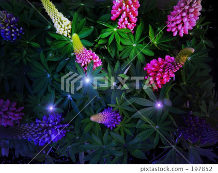 lupine, bouquet, bunch of flower 197852