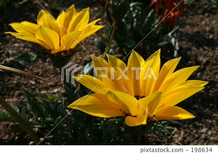 Gazania Gazania 198634