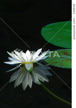 White water lily flower White water lily flower 198646