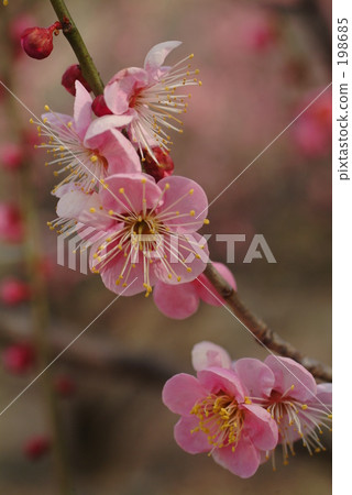 white plum blossoms, japanese plum, ume tree 198685