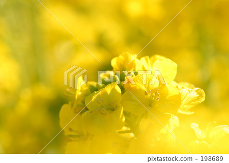 Rape blossoms 198689