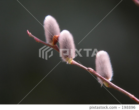 Willow Flower 198896