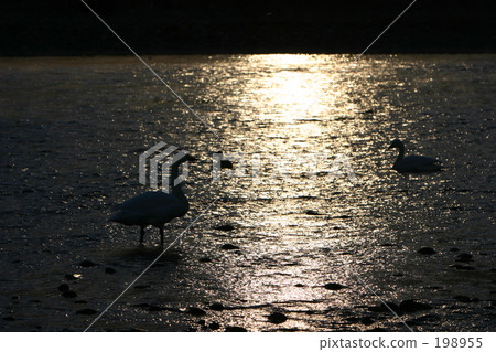 Before dawn Before dawn 198955