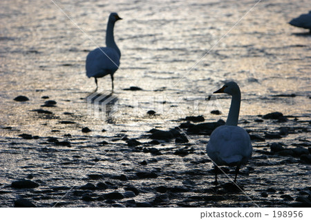 breaking Dawn  198956