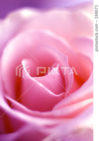 淡粉色的花瓣 淡粉色的花瓣 199071