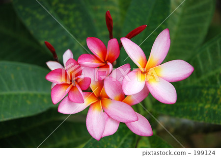 粉紅色的花朵 199124