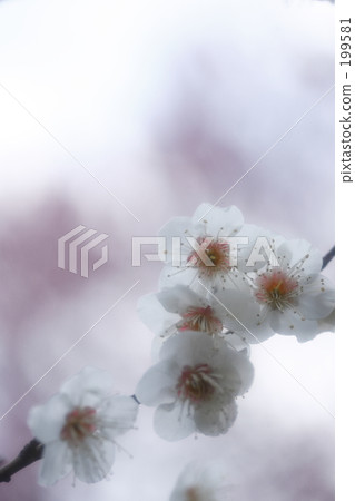 White plum and faintly pink plum 199581
