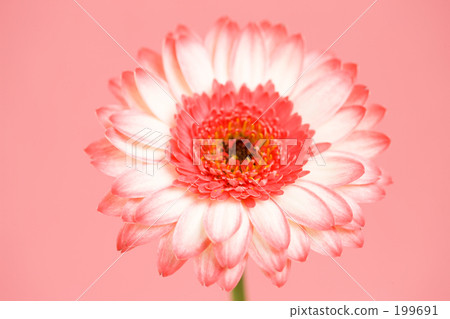 Gerbera flowers Gerbera flowers 199691