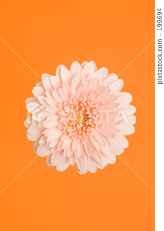 Gerbera flowers 199694