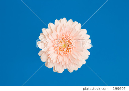 Gerbera flowers 199695