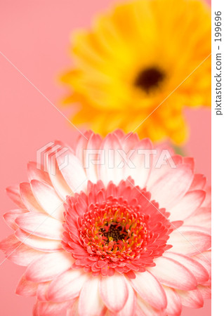 Gerbera flowers 199696