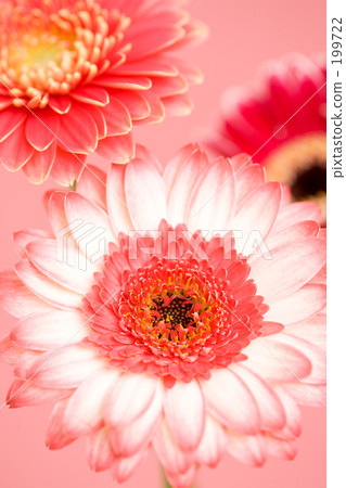 Gerbera flowers 199722