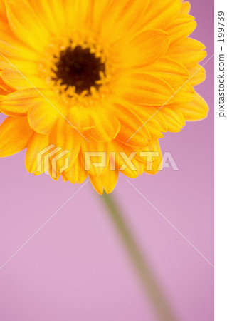 Gerbera flowers 199739