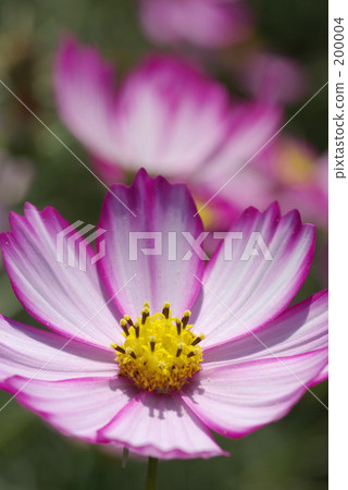 Cosmos 2 Cosmos 2 200004