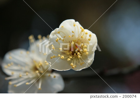 White plum White plum 200074