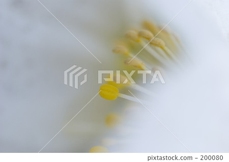 pistil, bloom, blossom 200080