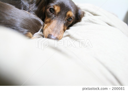 A dog A dog 200081
