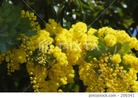 Mimosa acacia-1 Mimosa acacia-1 200341