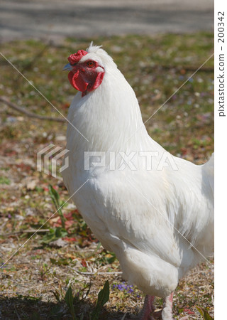 Cock 200342