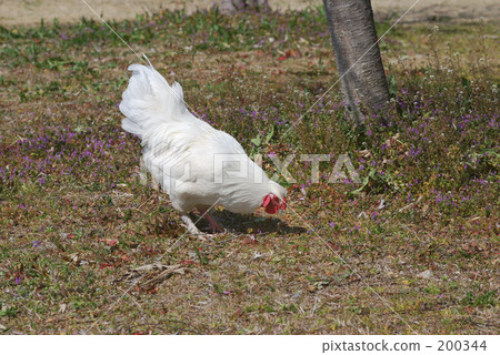 公雞 公雞 200344