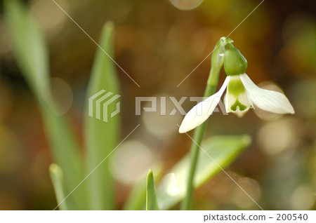 Spring footsteps 200540