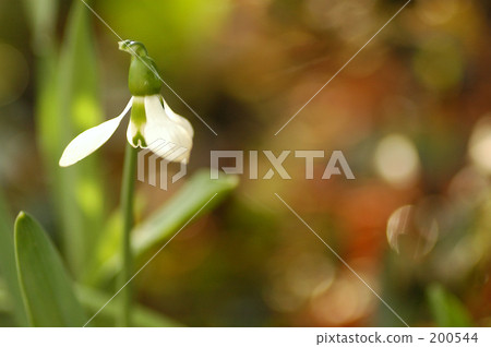 地球的恩典 200544