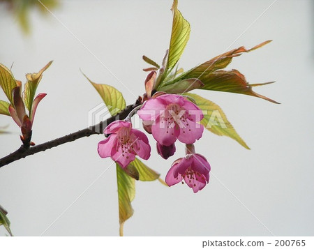 早春的顏色 200765