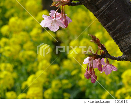 Kawazu cherry tree and rape blossoms 201618
