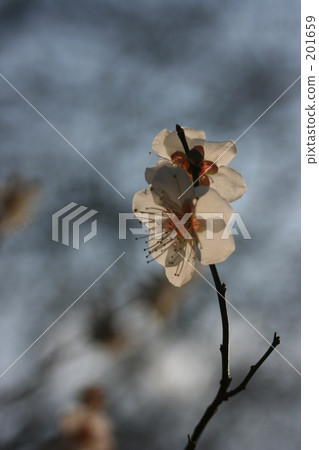 Plum blossom Plum blossom 201659
