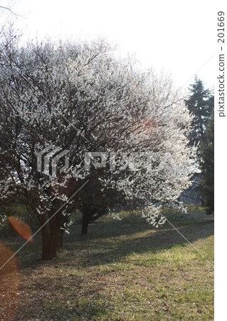 White plum tree 201669