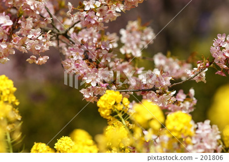 Cherry blossoms and rape blossoms Cherry blossoms and rape blossoms 201806