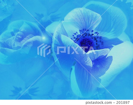 貝尼省白頭翁 海葵屬 牛角花 201897