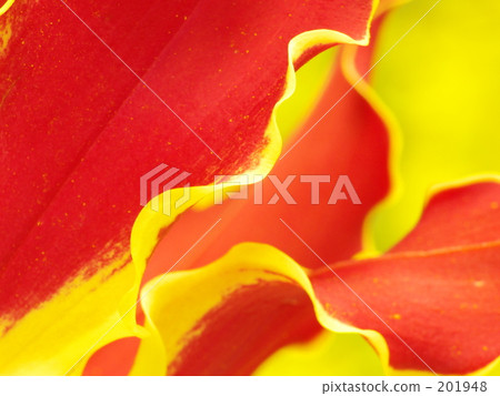 Gloriosa Gloriosa 201948